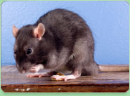 rat control Melton Mowbray