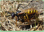 wasp control Melton Mowbray
