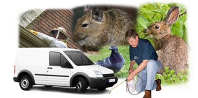 Melton Mowbray local van